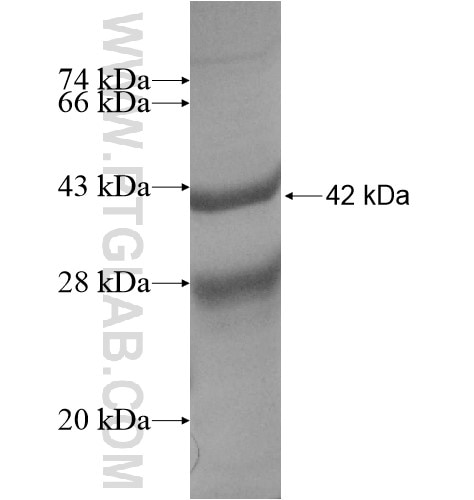 SRGAP1 fusion protein Ag14180 SDS-PAGE