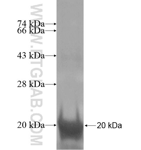 SRGAP1 fusion protein Ag14270 SDS-PAGE