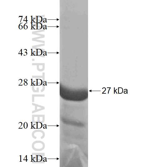 SRGAP2 fusion protein Ag19412 SDS-PAGE