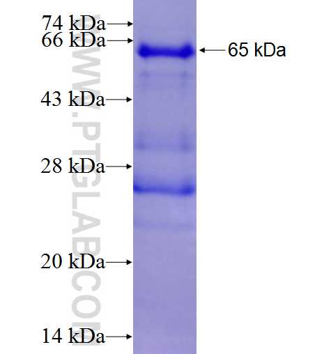 SRGAP3 fusion protein Ag3516 SDS-PAGE