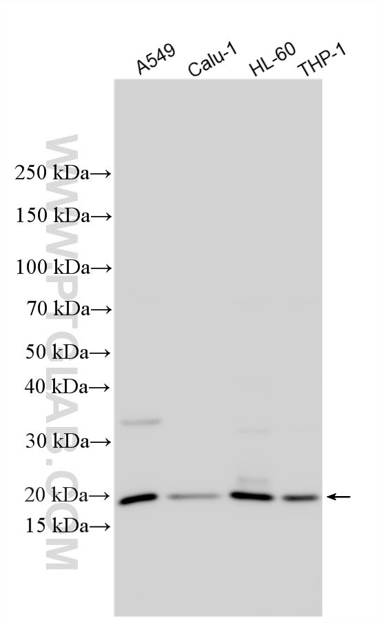 WB analysis using 12344-1-AP Western Blot (WB) analysis of various lysates using Serglycin/SRGN Polyclonal antibody (12344-1-AP)