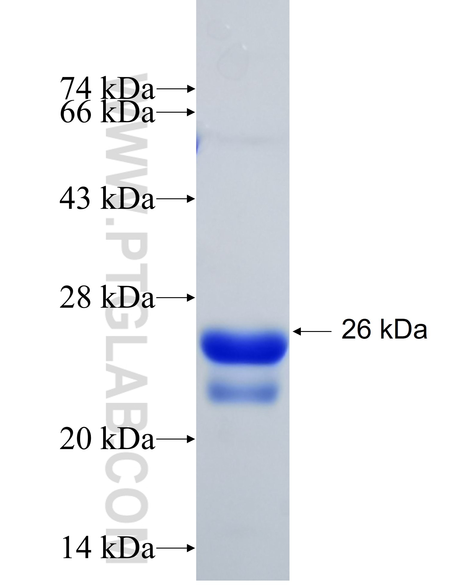 SRI fusion protein Ag9553 SDS-PAGE