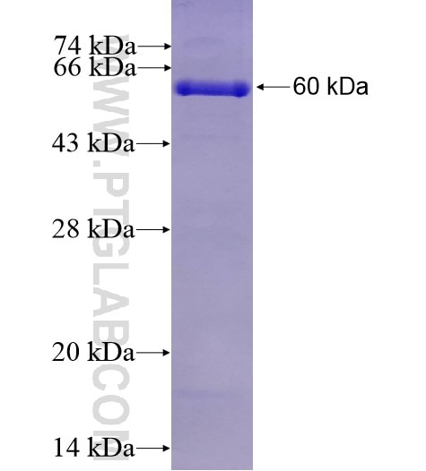 SRM fusion protein Ag13936 SDS-PAGE