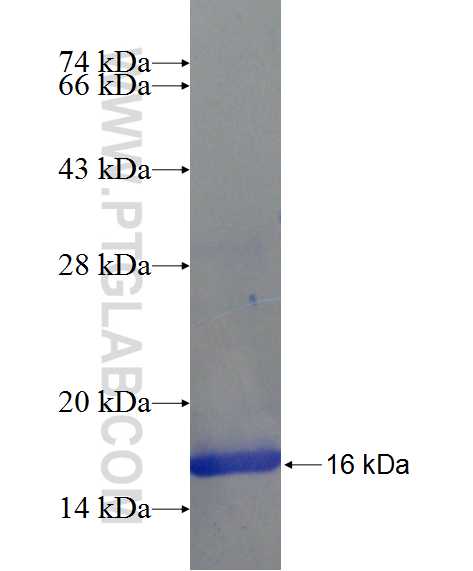 SRMS fusion protein Ag24448 SDS-PAGE