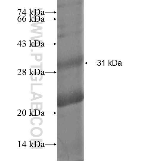 SRMS fusion protein Ag20330 SDS-PAGE