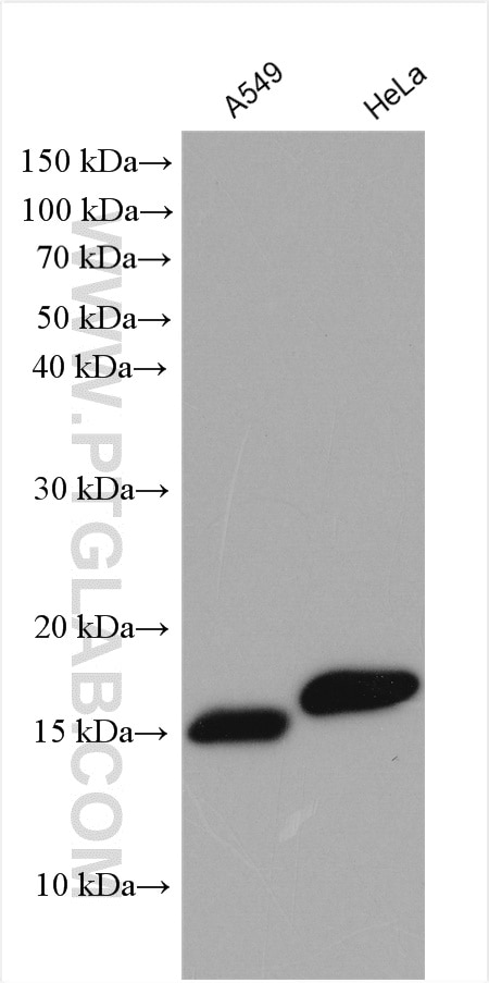 Western Blot (WB) analysis of various lysates using SRP14 Polyclonal antibody (11528-1-AP)