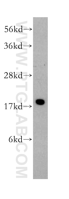 Western Blot (WB) analysis of human heart tissue using SRP14 Polyclonal antibody (11528-1-AP)