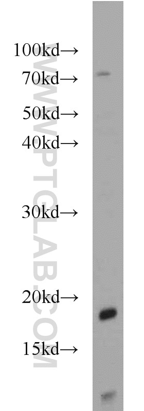 WB analysis of K-562 using 16033-1-AP