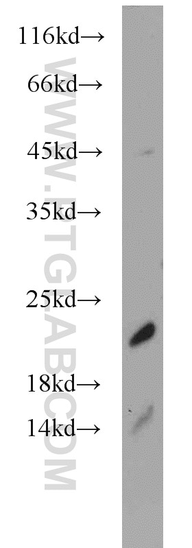 Western Blot (WB) analysis of mouse ovary tissue using SRP19 Polyclonal antibody (16033-1-AP)
