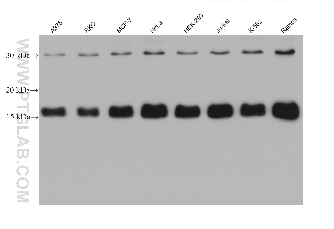 Western Blot (WB) analysis of various lysates using SRP19 Monoclonal antibody (60904-1-Ig)