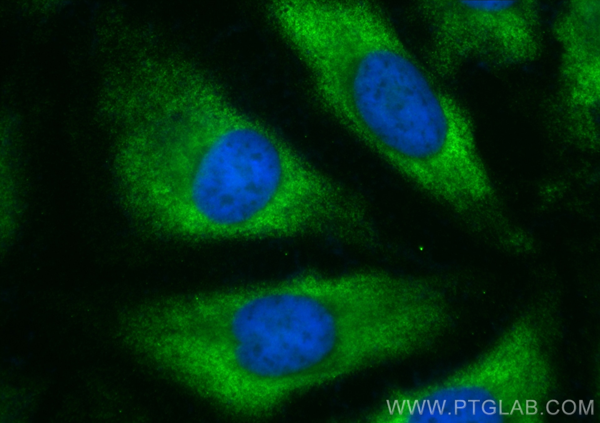 Immunofluorescence (IF) / fluorescent staining of HeLa cells using CoraLite® Plus 488-conjugated SRP19 Recombinant an (CL488-84061-3)