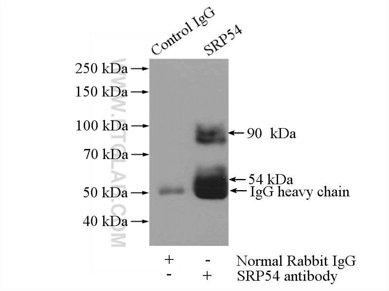 Immunoprecipitation (IP) experiment of human placenta tissue using SRP54 Polyclonal antibody (11729-1-AP)