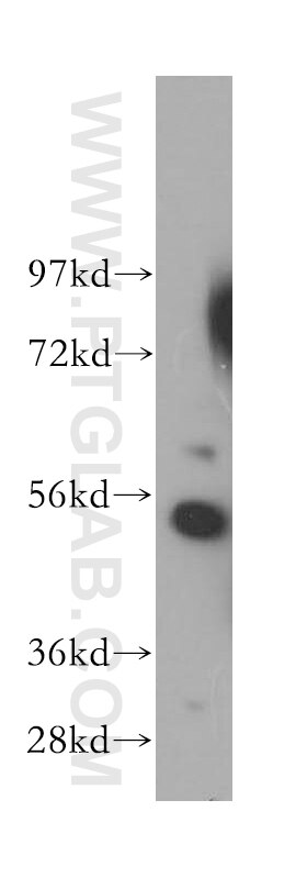 Western Blot (WB) analysis of NIH/3T3 cells using SRP54 Polyclonal antibody (11729-1-AP)
