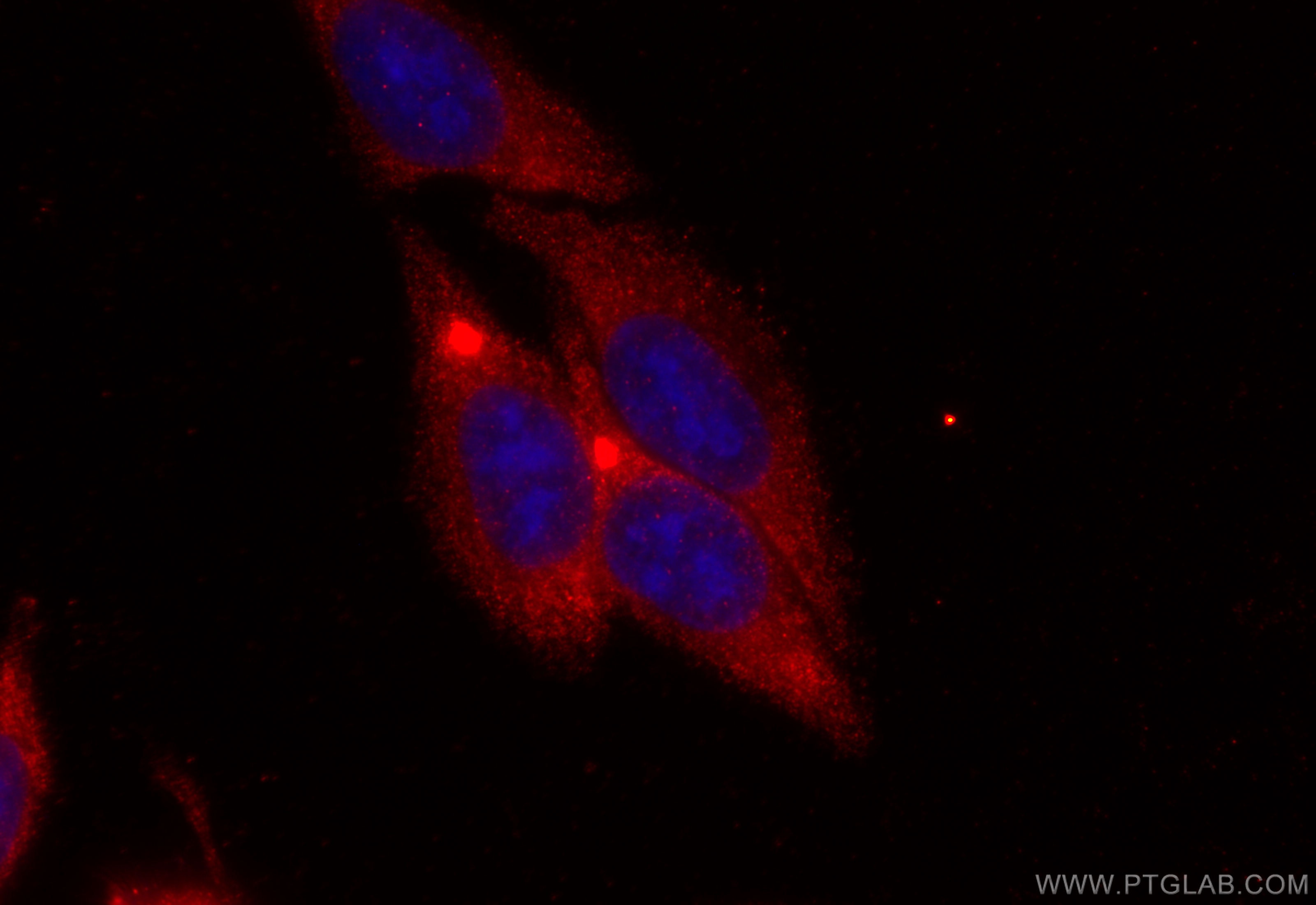 Immunofluorescence (IF) / fluorescent staining of HepG2 cells using SRP54 Polyclonal antibody (17976-1-AP)