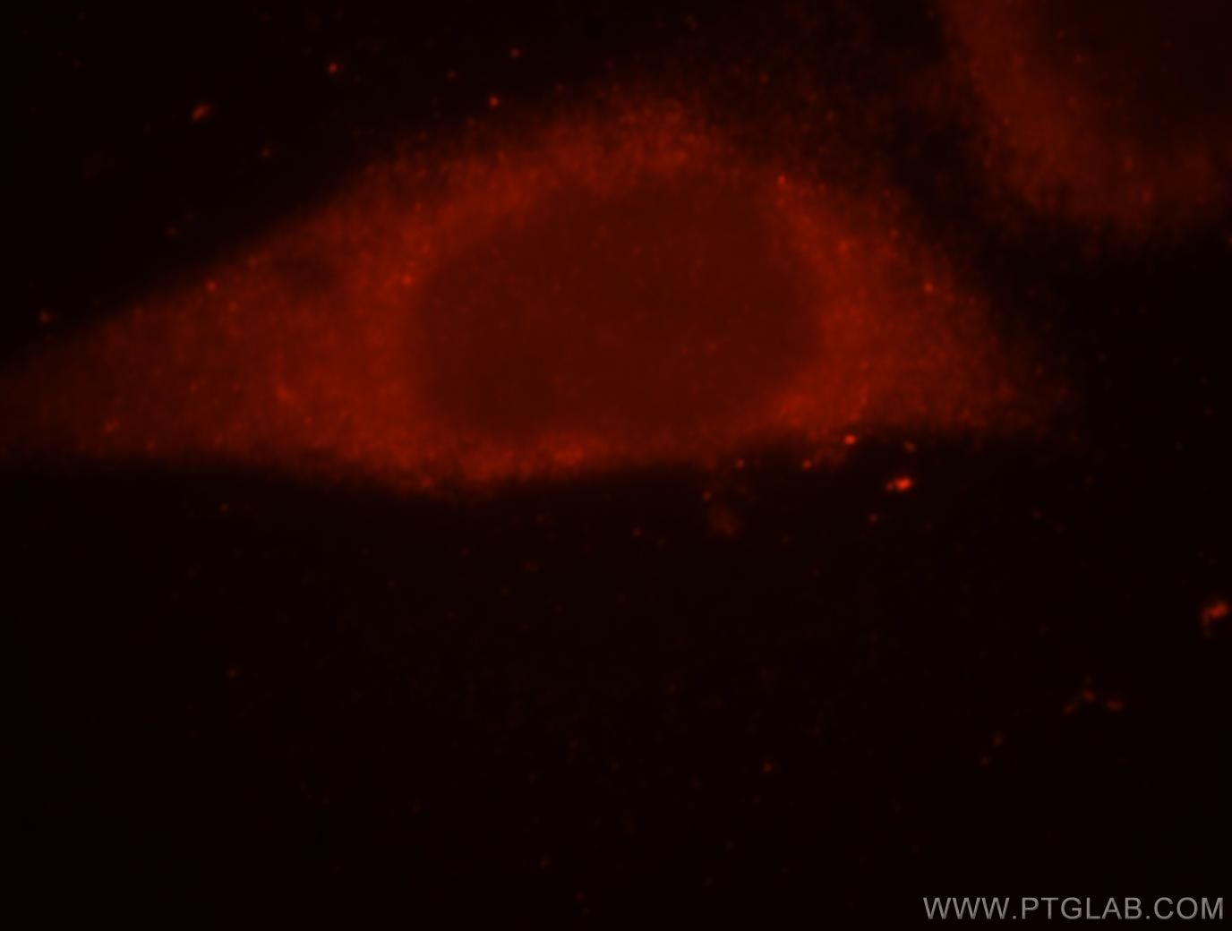 Immunofluorescence (IF) / fluorescent staining of HepG2 cells using SRP54 Polyclonal antibody (17976-1-AP)