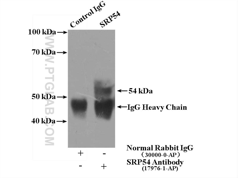 Immunoprecipitation (IP) experiment of HeLa cells using SRP54 Polyclonal antibody (17976-1-AP)