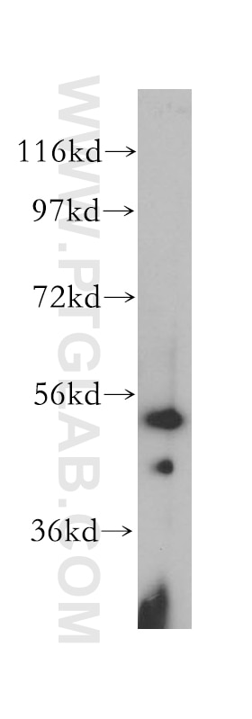 Western Blot (WB) analysis of NIH/3T3 cells using SRP54 Polyclonal antibody (17976-1-AP)