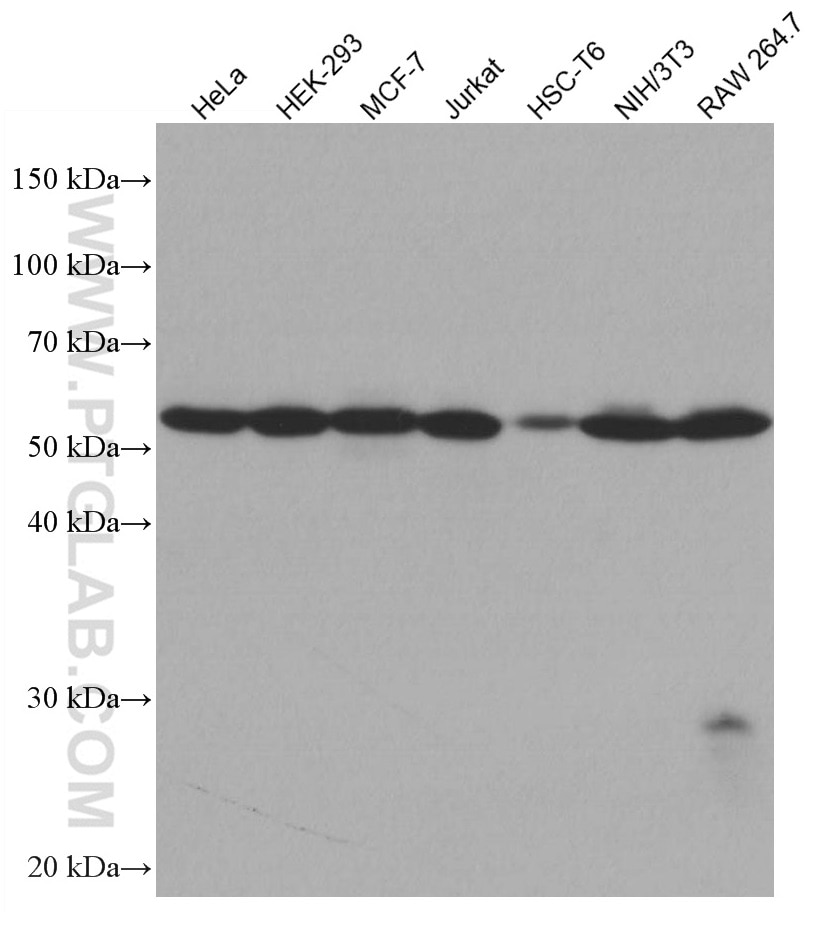 Western Blot (WB) analysis of various lysates using SRP54 Monoclonal antibody (67005-1-Ig)