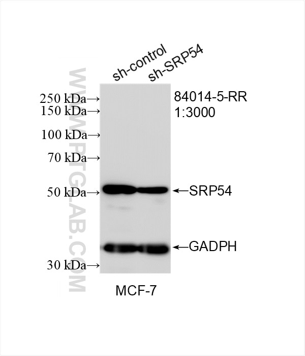 Western Blot (WB) analysis of MCF-7 cells using SRP54 Recombinant antibody (84014-5-RR)