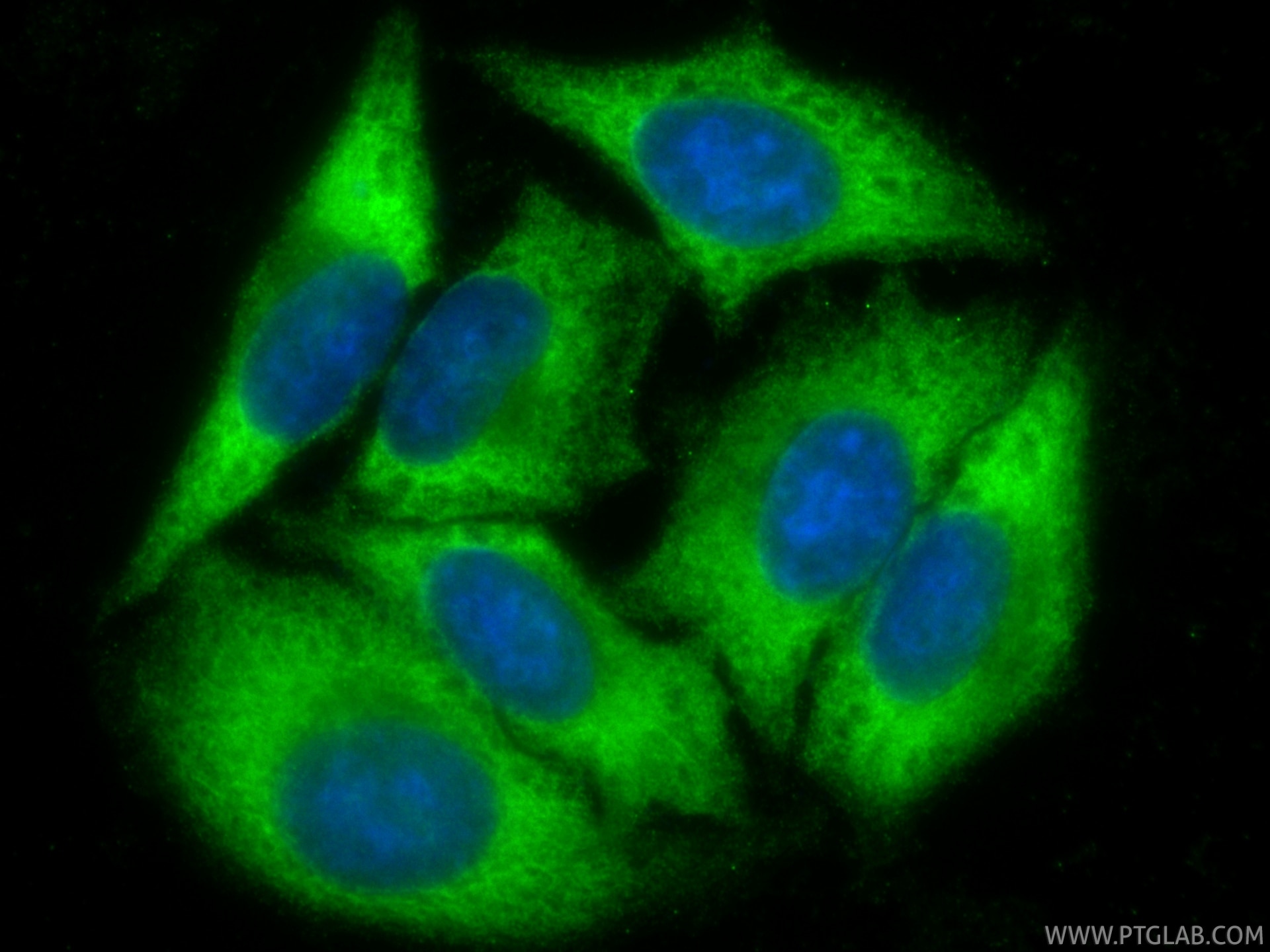 Immunofluorescence (IF) / fluorescent staining of HepG2 cells using CoraLite® Plus 488-conjugated SRP54 Recombinant mo (CL488-84014-5)