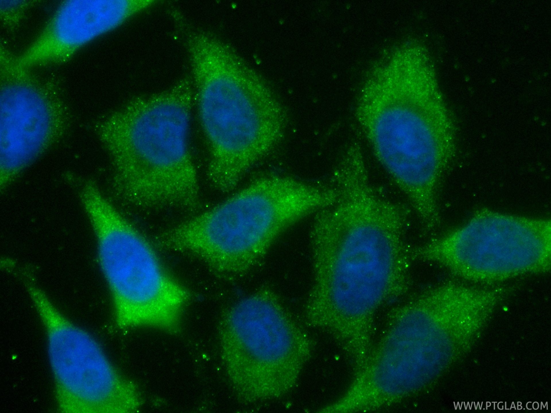 Immunofluorescent analysis of (-20°C Ethanol) fixed HepG2 cells using CoraLite® Plus 488 SRP54 antibody (CL488-84014-6, Clone: 241125G1 ) at dilution of 1:200. Immunofluorescence (IF) / fluorescent staining of HepG2 cells using CoraLite® Plus 488-conjugated SRP54 Recombinant mo (CL488-84014-6)