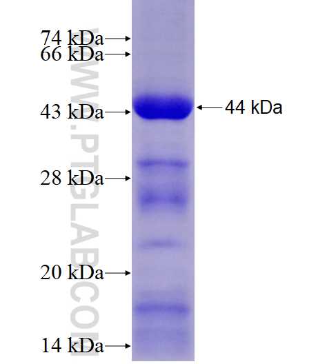 SRP54 fusion protein Ag12166 SDS-PAGE