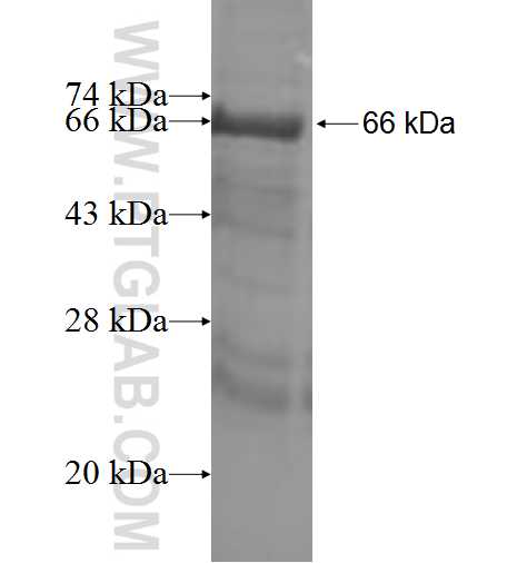 SRP54 fusion protein Ag2327 SDS-PAGE