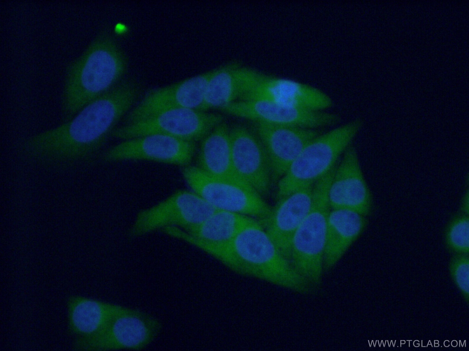 Immunofluorescence (IF) / fluorescent staining of HepG2 cells using SRP68 Polyclonal antibody (11585-1-AP)