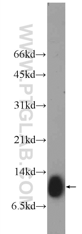 Western Blot (WB) analysis of mouse colon tissue using SRP9 Polyclonal antibody (11195-1-AP)