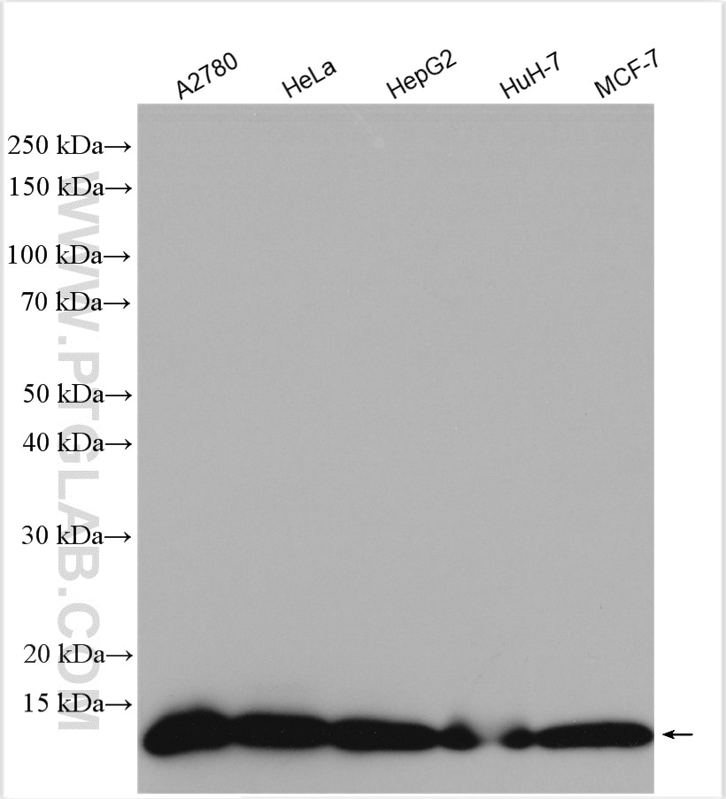 Western Blot (WB) analysis of various lysates using SRP9 Polyclonal antibody (11195-1-AP)