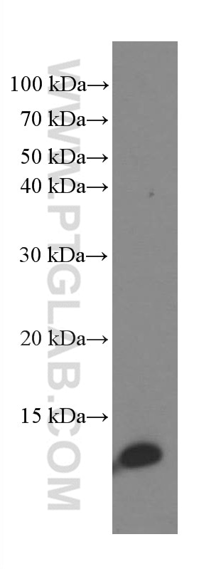 Western Blot (WB) analysis of HEK-293 cells using SRP9 Monoclonal antibody (66068-1-Ig)