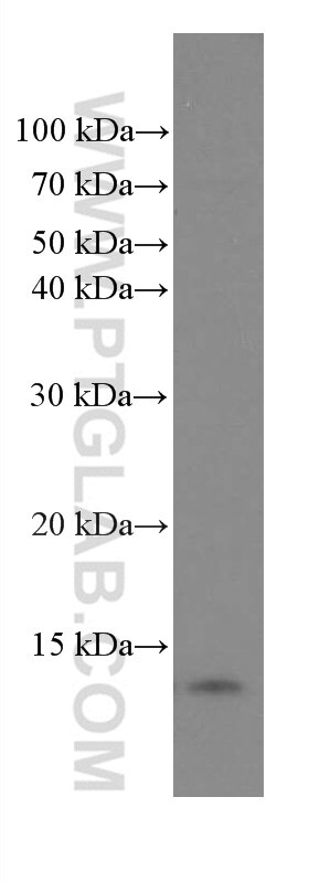 Western Blot (WB) analysis of ROS1728 cells using SRP9 Monoclonal antibody (66068-1-Ig)