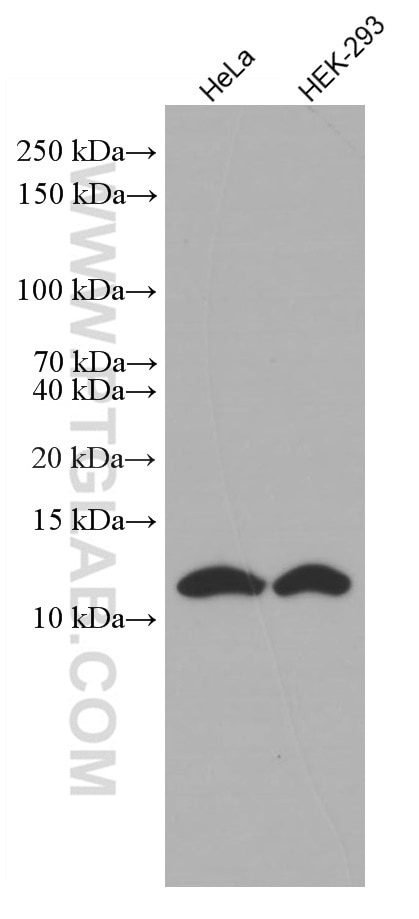 Western Blot (WB) analysis of various lysates using SRP9 Monoclonal antibody (66068-1-Ig)