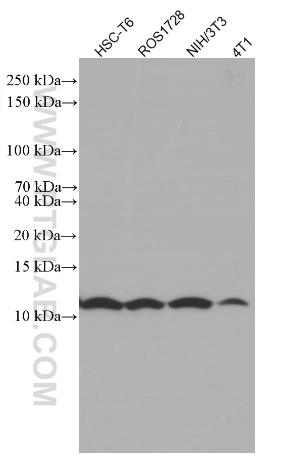 Western Blot (WB) analysis of various lysates using SRP9 Monoclonal antibody (66068-1-Ig)