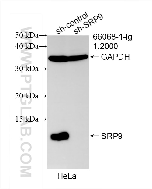 Western Blot (WB) analysis of HeLa cells using SRP9 Monoclonal antibody (66068-1-Ig)