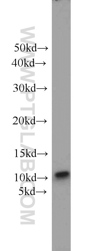 Western Blot (WB) analysis of HeLa cells using SRP9 Monoclonal antibody (66068-1-Ig)