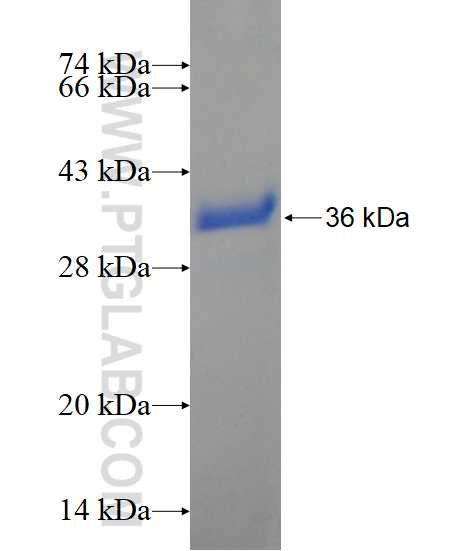 SRP9 fusion protein Ag1683 SDS-PAGE