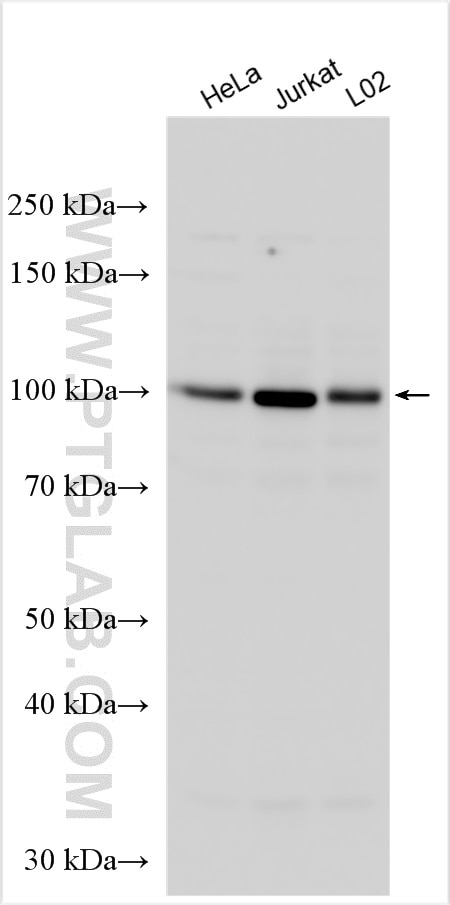 Western Blot (WB) analysis of various lysates using SRPK1 Polyclonal antibody (14073-1-AP)