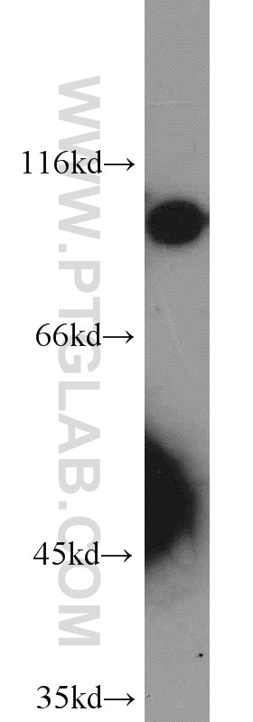 Western Blot (WB) analysis of L02 cells using SRPK1 Polyclonal antibody (14073-1-AP)