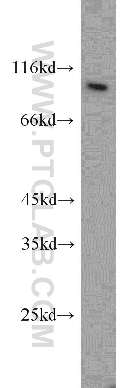 Western Blot (WB) analysis of L02 cells using SRPK1 Polyclonal antibody (14073-1-AP)