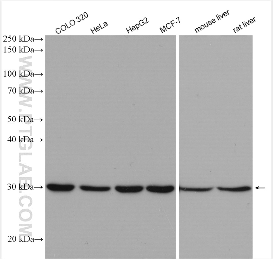 Western Blot (WB) analysis of various lysates using SRPRB Polyclonal antibody (14636-1-AP)
