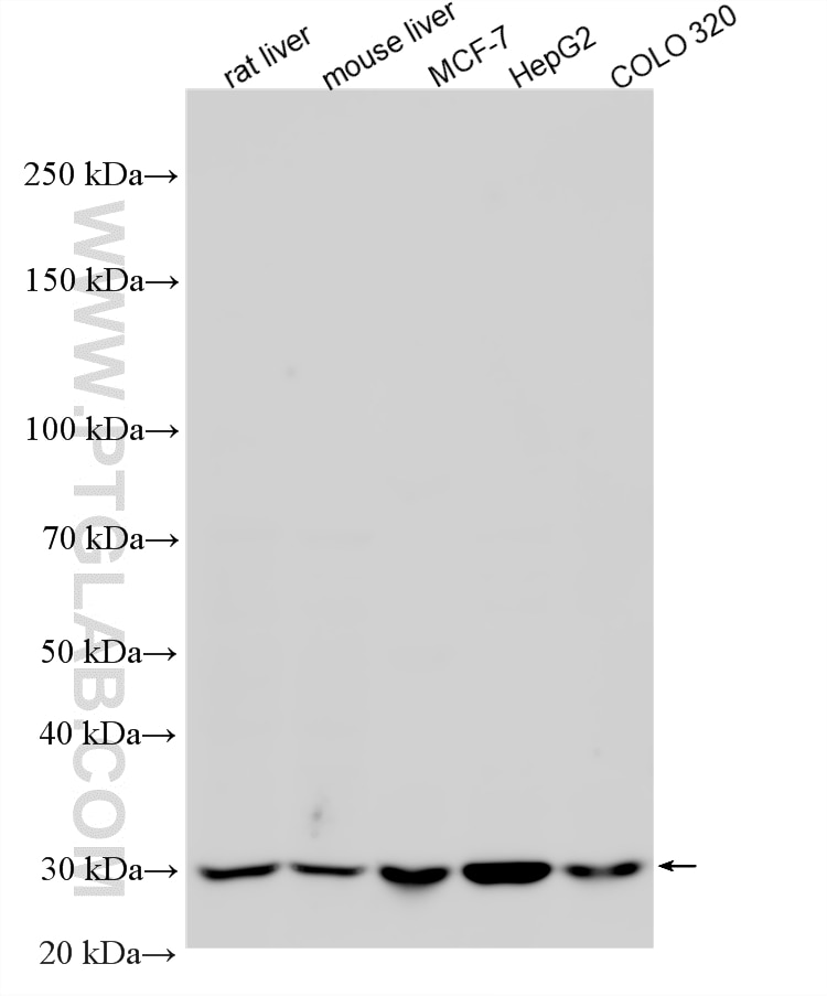 Western Blot (WB) analysis of various lysates using SRPRB Polyclonal antibody (14636-1-AP)