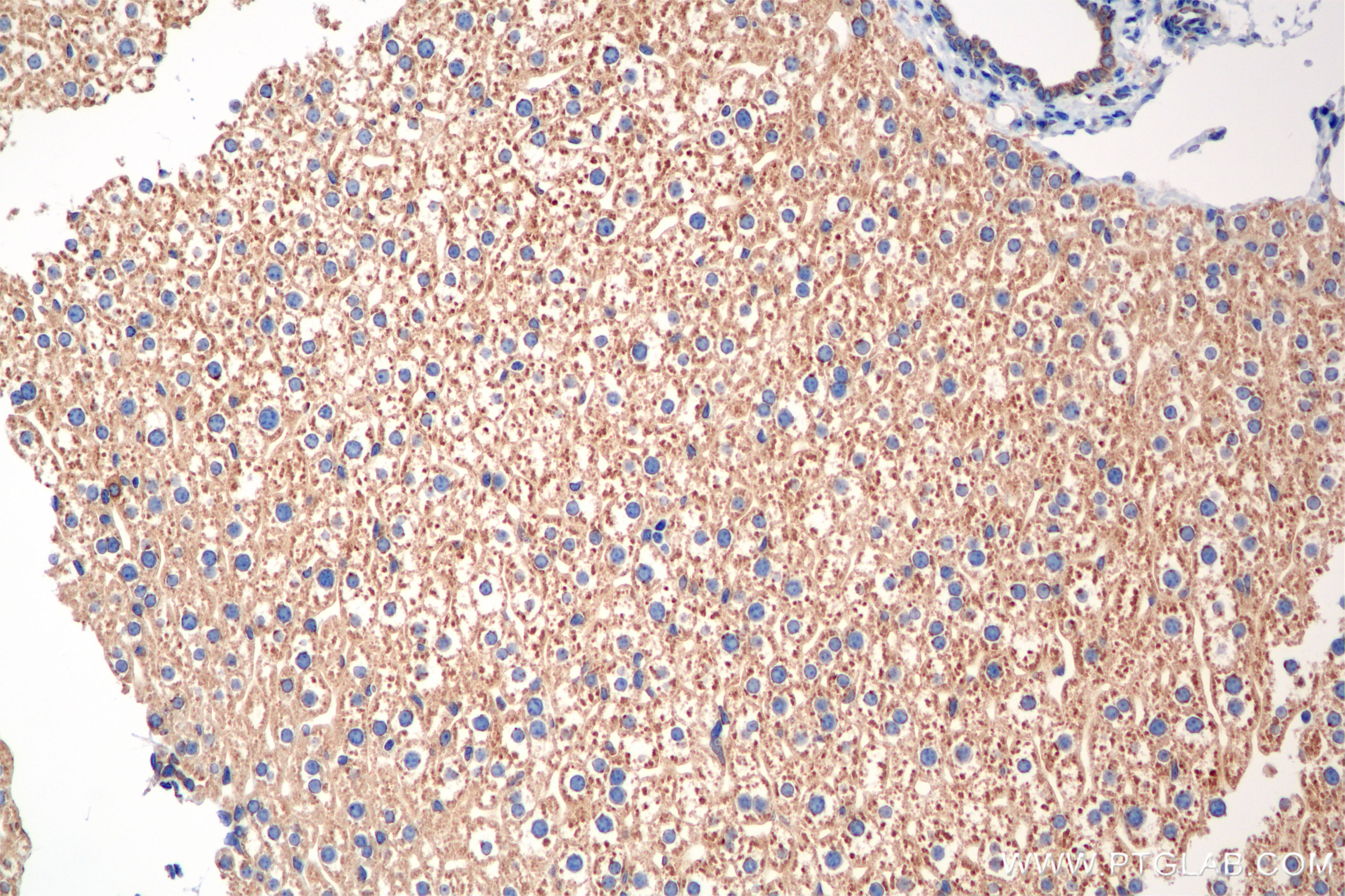 Immunohistochemistry (IHC) staining of mouse liver tissue using SRPRB Recombinant monoclonal antibody (85926-2-RR)