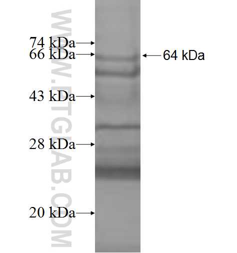 SRPX fusion protein Ag9559 SDS-PAGE