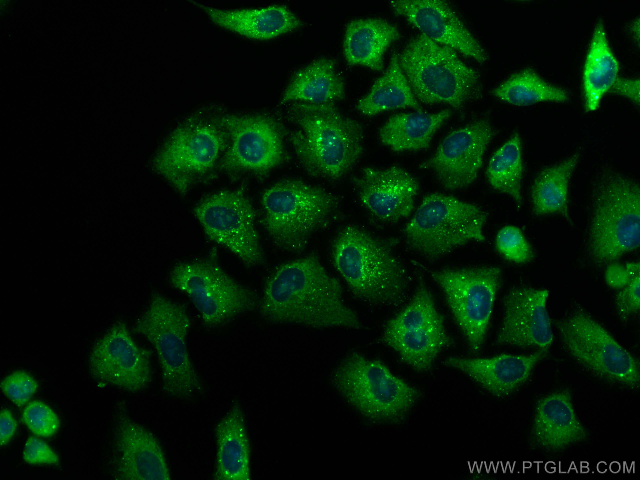 Immunofluorescence (IF) / fluorescent staining of A549 cells using CoraLite® Plus 488-conjugated SRPX2 Monoclonal ant (CL488-66266)