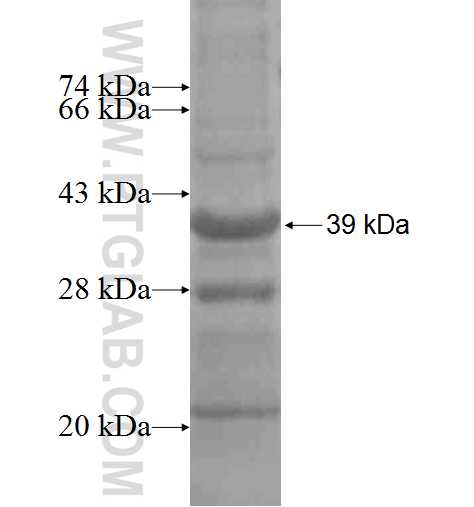 SRPX2 fusion protein Ag8084 SDS-PAGE