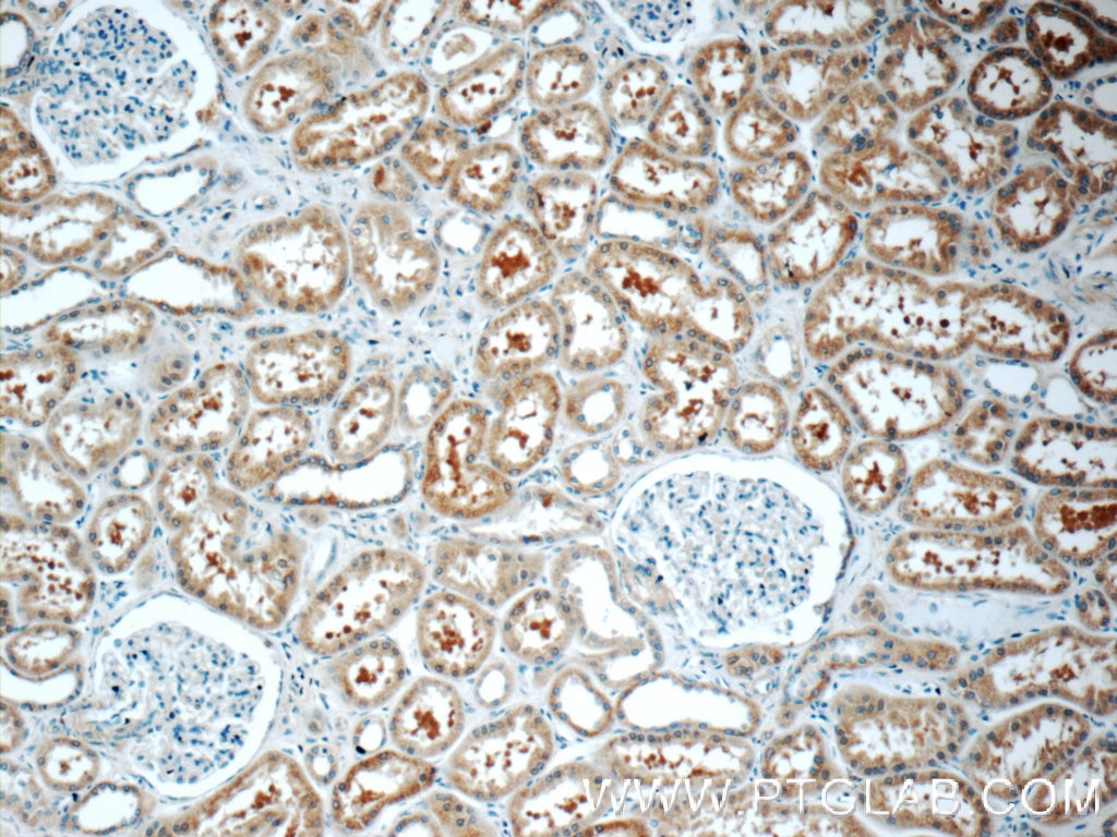 Immunohistochemistry (IHC) staining of human kidney tissue using SRR Polyclonal antibody (17955-1-AP)