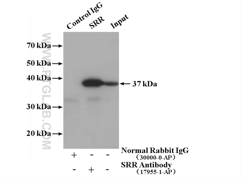 Immunoprecipitation (IP) experiment of mouse brain tissue using SRR Polyclonal antibody (17955-1-AP)