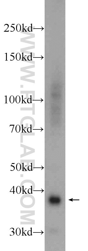 Western Blot (WB) analysis of mouse brain tissue using SRR Polyclonal antibody (17955-1-AP)