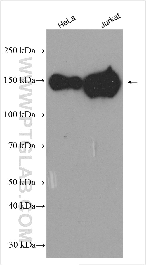 Western Blot (WB) analysis of various lysates using SRRM1 Polyclonal antibody (12822-1-AP)